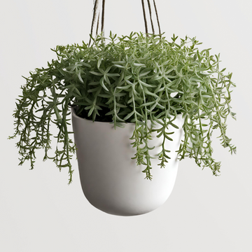 String of Bananas plant for hanging pots